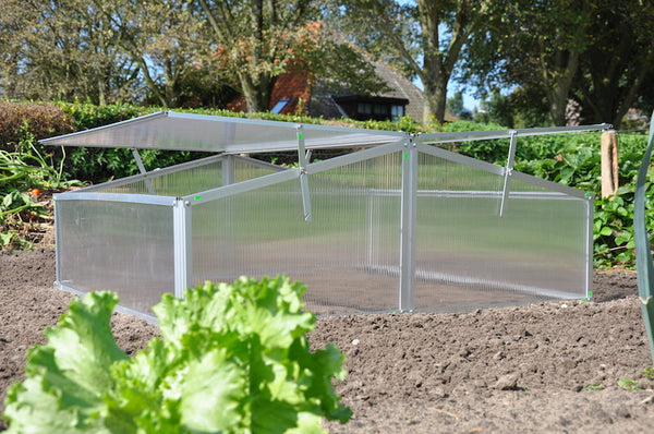 Slim Kweken - Silver Thyme