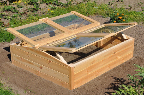 Roy Well - Chili Pepper