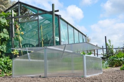 Silver Thyme - Royal Well